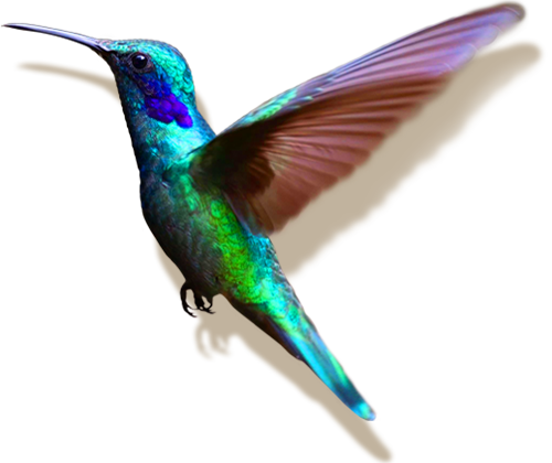 ein in der Luft flatternder Kolibri wirft einen kleinen Schatten und verschafft somit den Eindruck von räumlichkeit zum einfärbig-hellen Hintergrund, er schaut vom linken Rand Richtung Mitte zum Marketing-Text; er ist als Designelement positioniert - mit nahezu allen Farben im Gefieder dient er der Darstellung von Vielfalt und suggeriert Ästhetik