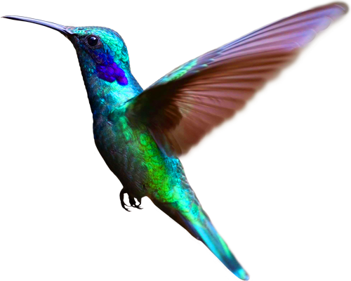 ein in der Luft flatternder Kolibri, der vom linken Rand Richtung Mitte zum Inhalt des Impressumstextes und zum Kontaktformular schaut; in der Perspektive steht er im Vordergrund zum Formular-Hintergrund, flattert somit vor dem Strand; er ist als Designelement positioniert - mit nahezu allen Farben im Gefieder dient er der Darstellung von Vielfalt und suggeriert Ästhetik